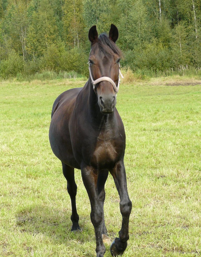 Tummanruskea hevonen tarkastelee valokuvaajaansa