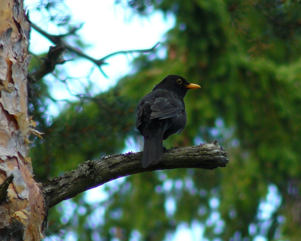 Mustarastas istuu lyhyellä männynoksalla.