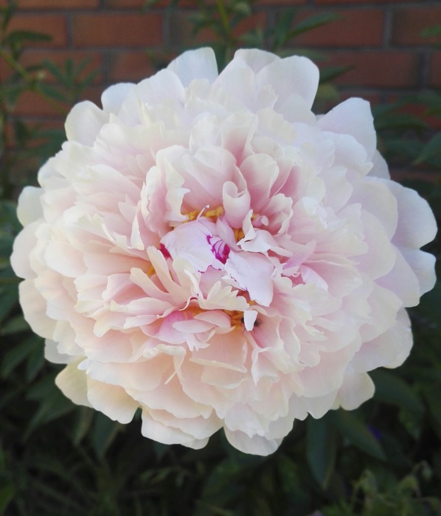 Lähikuva haalean vaaleanpunaisen pionin kukasta.