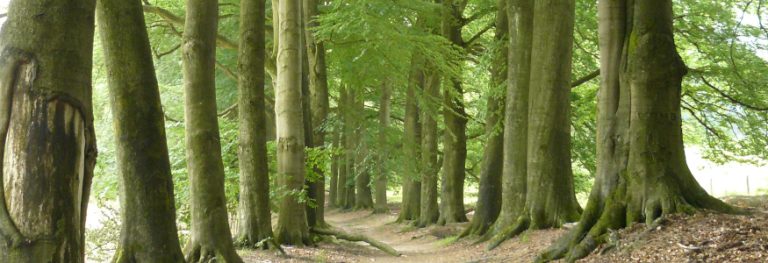 Polku puukujan keskellä.