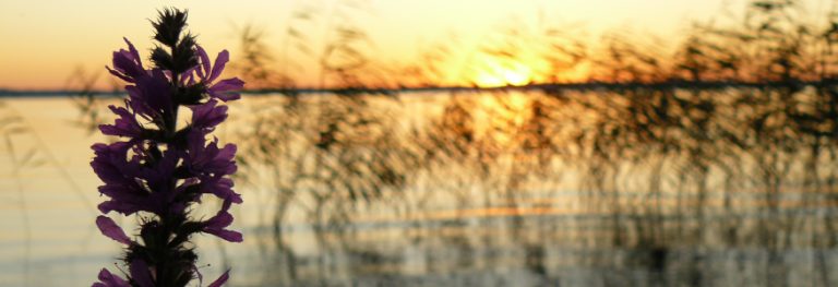 Rantakukka ja taustalla kaislaa järven rannalla auringon laskiessa