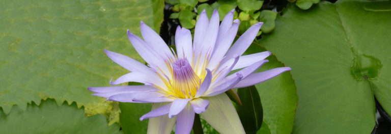 Lila lumpeen kukka keskellä lehtiä ja kuvaa.